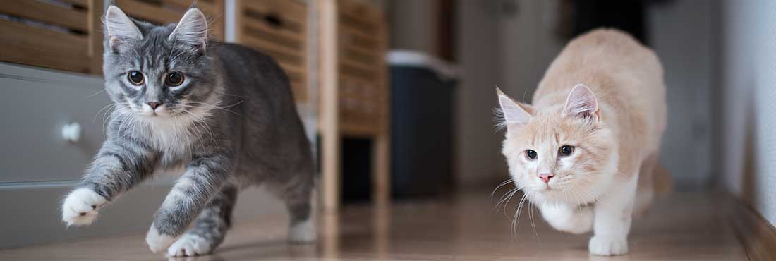 To Let Them Roam or Stay at Home - Indoor Cats vs Outdoor Cats