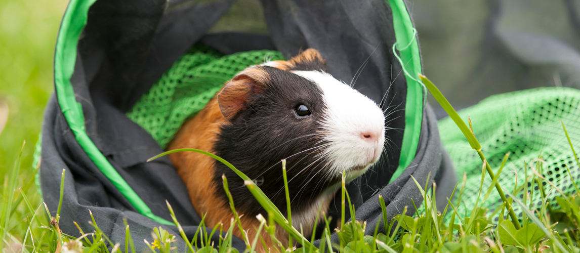 toys-for-guinea-pigs