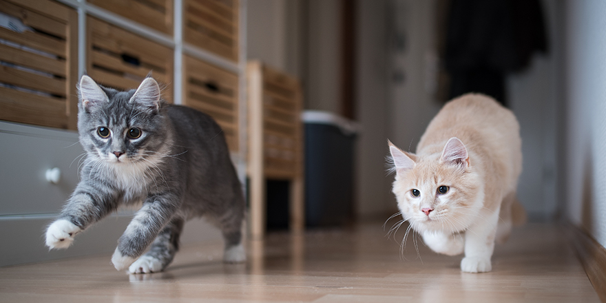 two maine coon kittens playing indoors running through corridor chasing the red dot of a laser pointer