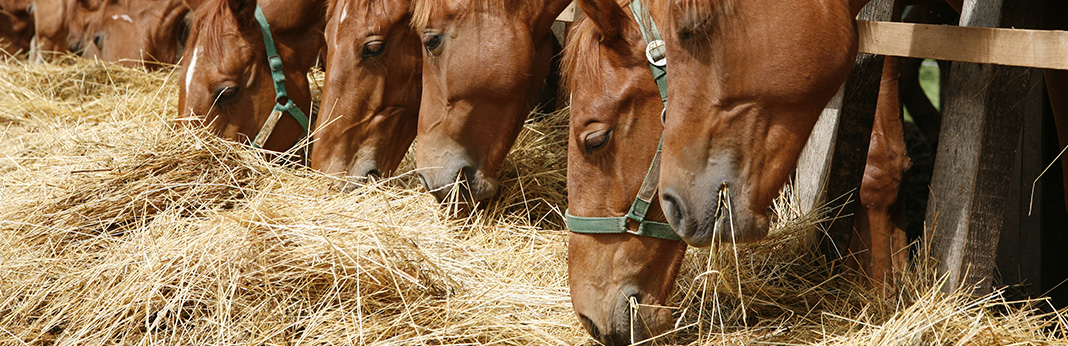 Types-of-Hay-for-Horses