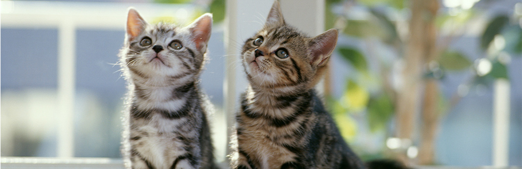 Understanding-Cat-Behavior-and-Body-Language