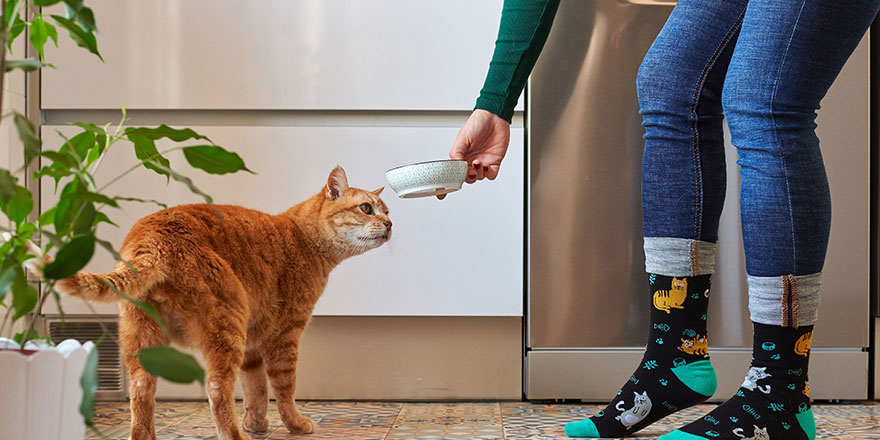 Unrecognizable woman feeding her cat in socks