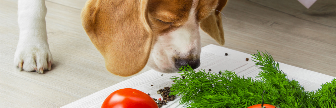 vegan-dogs–is-a-vegan-diet-healthy-for-your-dog