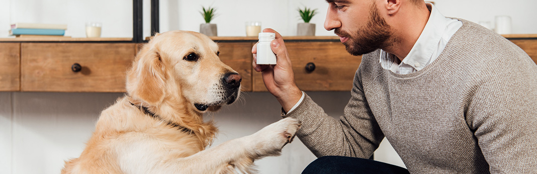 vitamin-e-for-dogs-uses-&-benefits