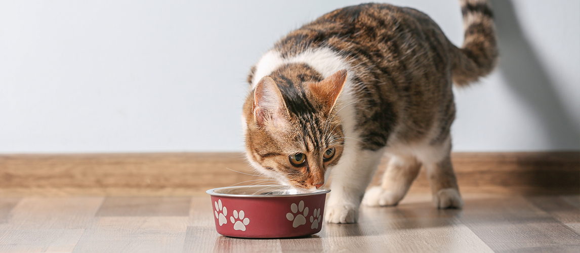 wellness-cat-food-review