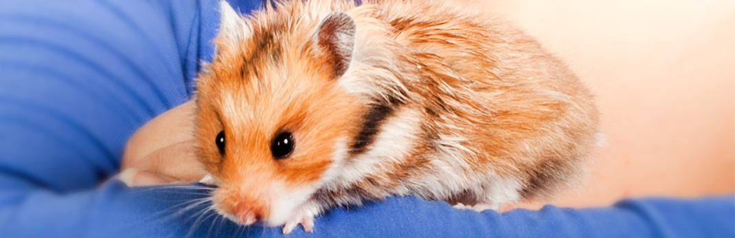 wet tail in hamsters