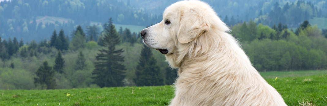 what-are-the-biggest-dog-myths