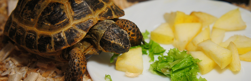 what-do-pet-turtles-eat