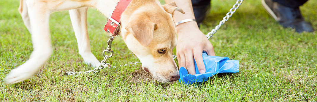 why-do-dogs-eat-poop—how-to-stop-it
